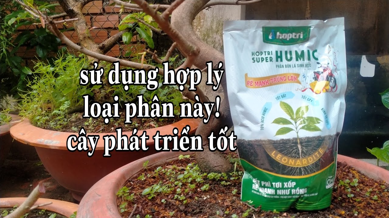 Sử dụng phân bón Humic giúp cây phát triển khỏe mạnh