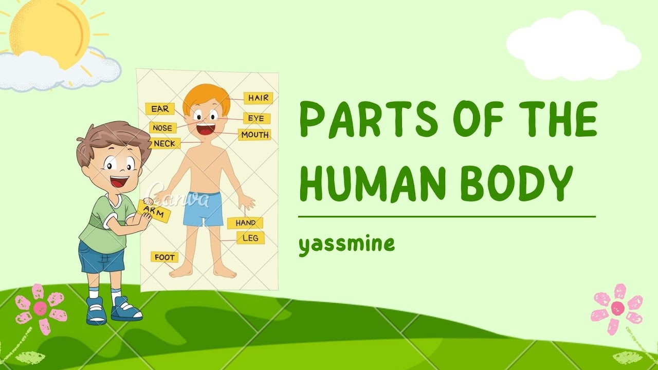 دروس إنجليزية سنة ثانية متوسط الفصل الاول body parts.اعضاء الجسم .2