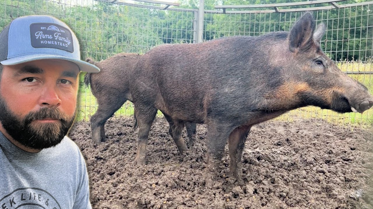 2 More Big Boars Caught!