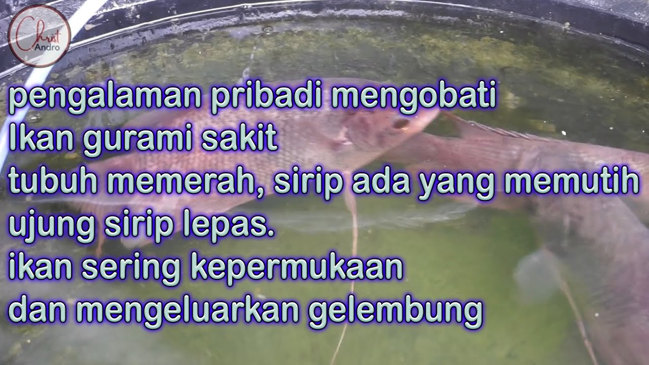obati gurame,tubuh memerah,sirip memutih,sering dipermukaan keluarkan gelembung (pengalaman sendiri)