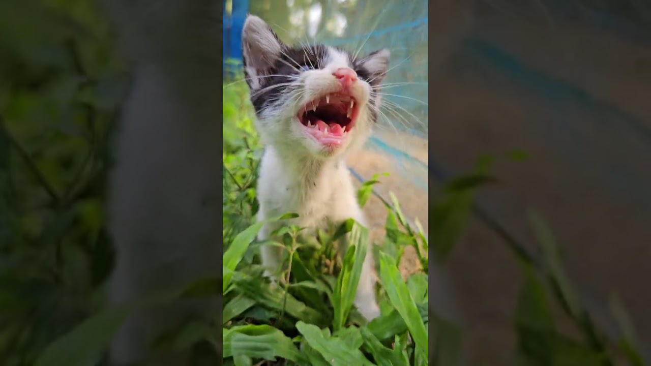 子猫の鳴き声