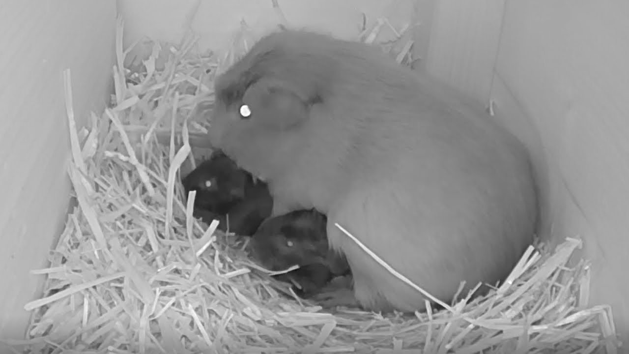 Meerschweinchen Geburtsvideo 2020 D Wurf