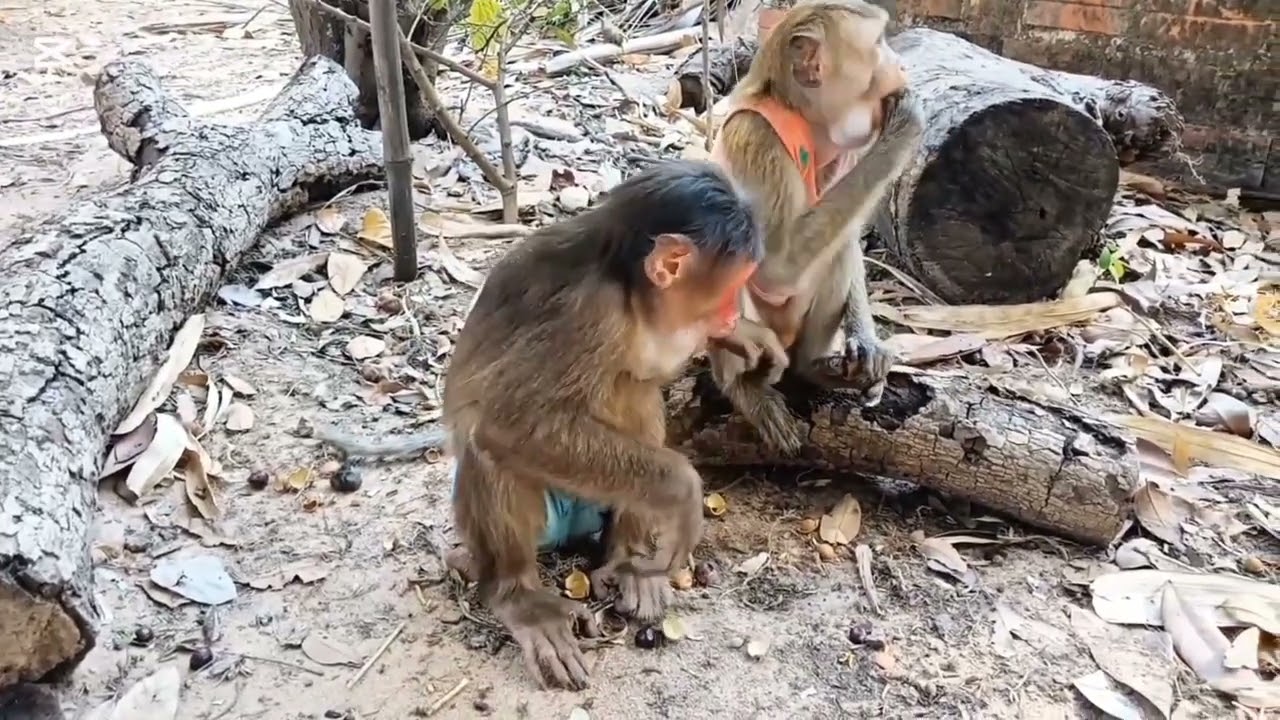 Baby Monkey Gets Groomed by Family - The Cutest Bonding Moment #monkeyvideo #monkeylove #babymonkey