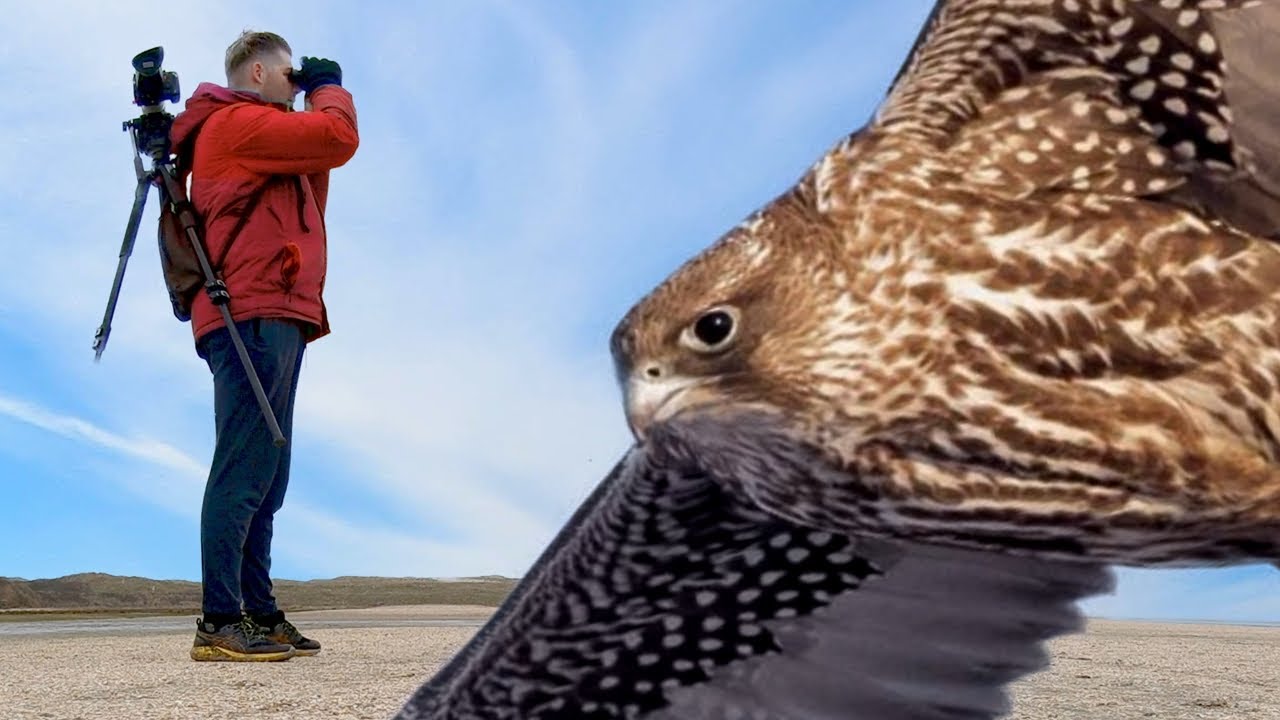 I tried to film the Biggest Falcon in the world. This is what happend...