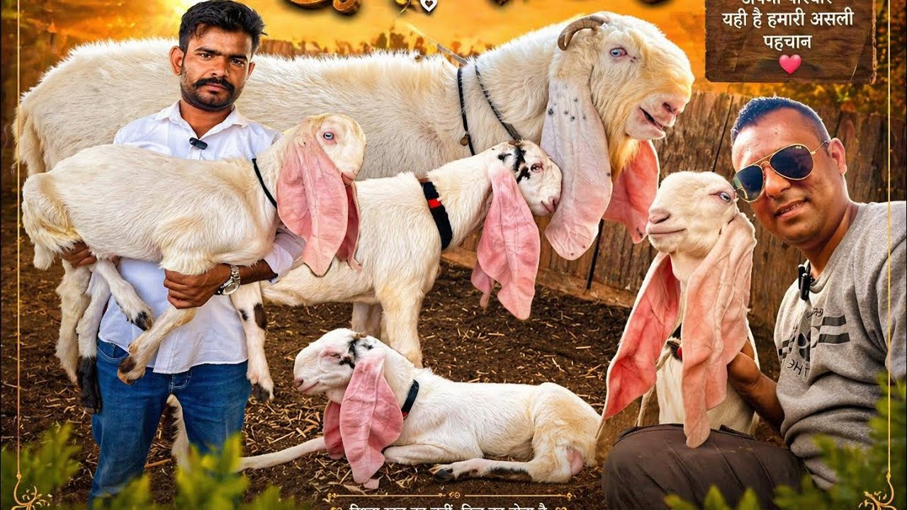 ☎️ब्रीडर क्वालिटी सोजत हेदरबादी बच्चे | Sojat hyderabadi cross bakra | Sojat bakre