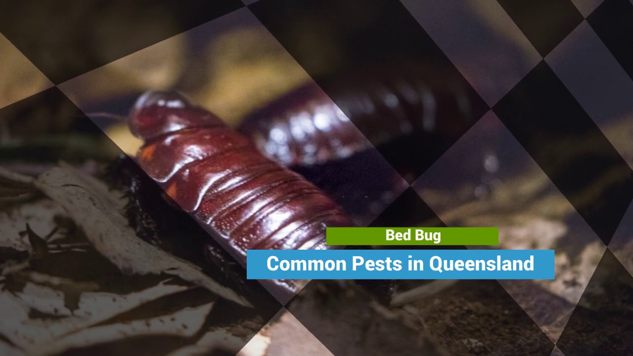 The Complete Queensland Pest Control Guide