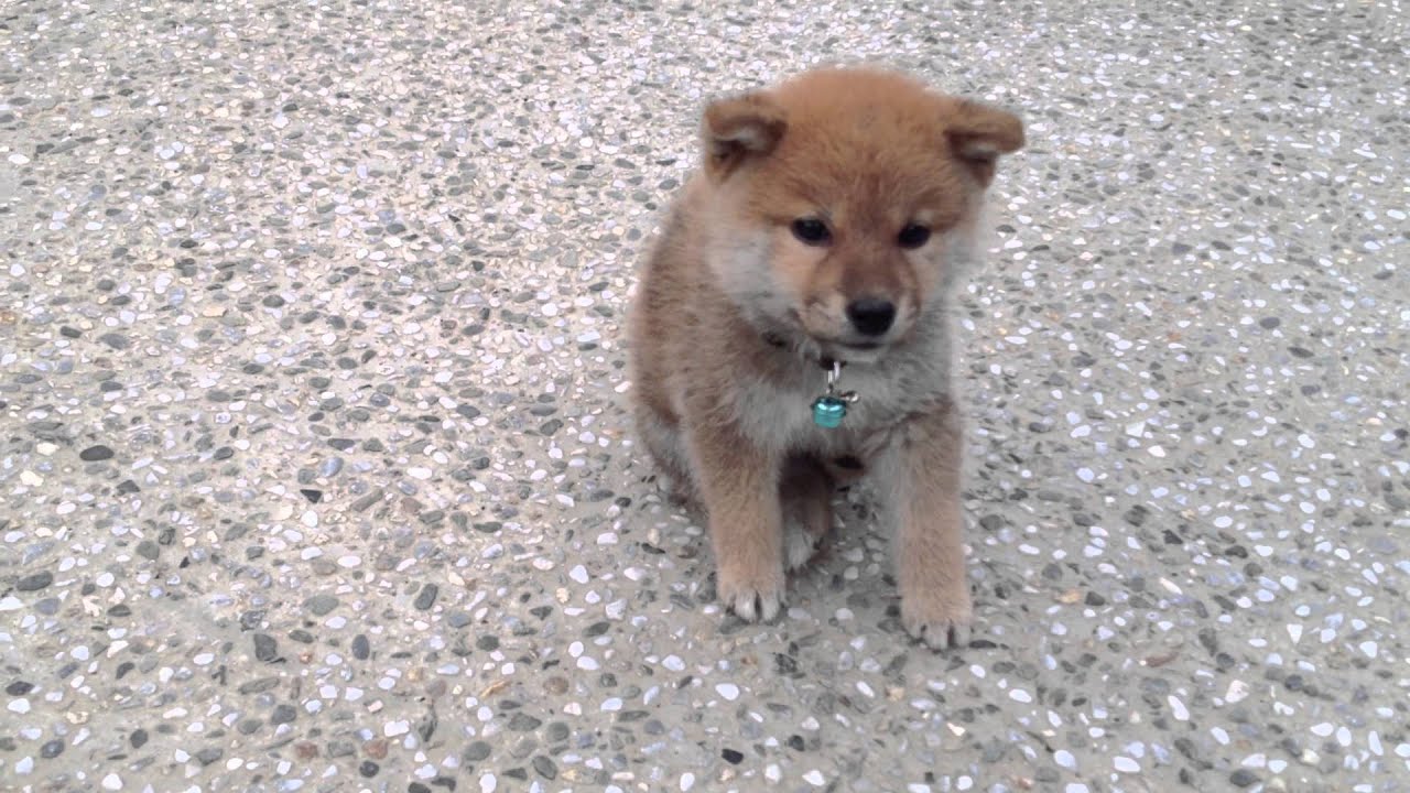 菇狗汪我！