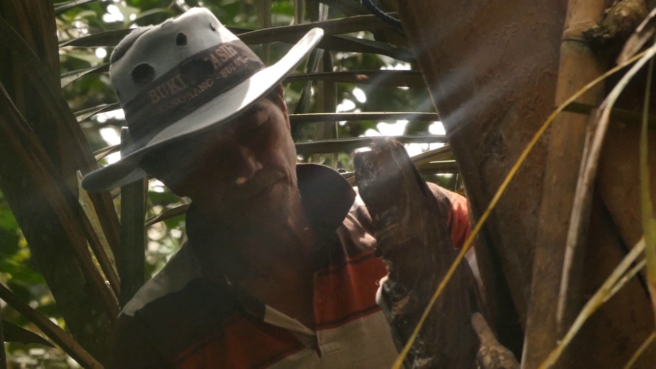 Sugar palm sap tapping presented by Kara sun