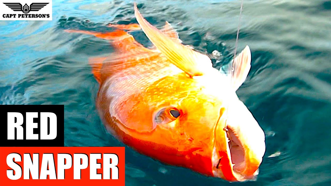 Red Snapper Fishing - St George Island, FL