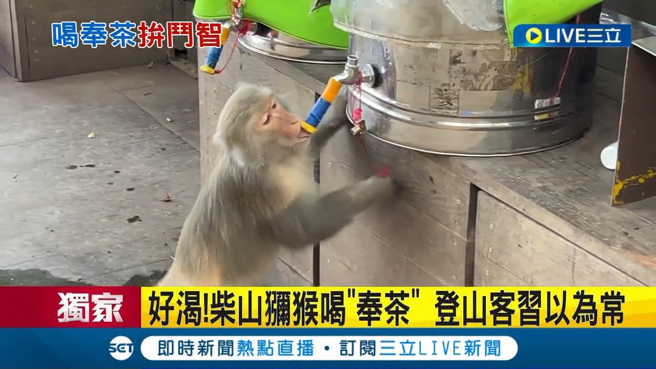 #三立獨家 人跟猴子共用水壺...柴山獼猴喝