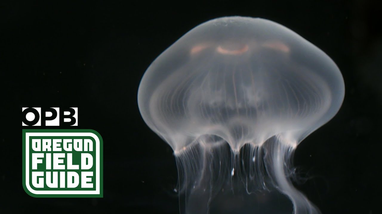 The surreal world of Oregon sea jellies