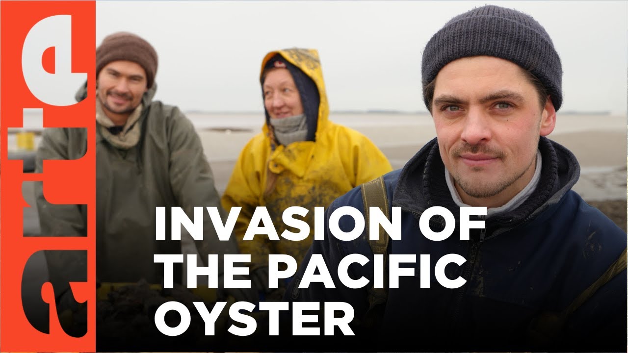 Pacific Oysters Invade the Wadden Sea | ARTE.tv Documentary