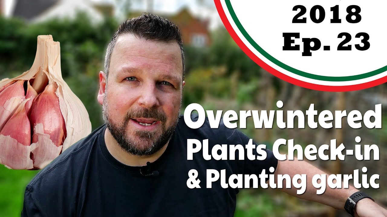 Checking in on the overwintered plants, and planting monster garlic! (2018.E23 Garden Updates)