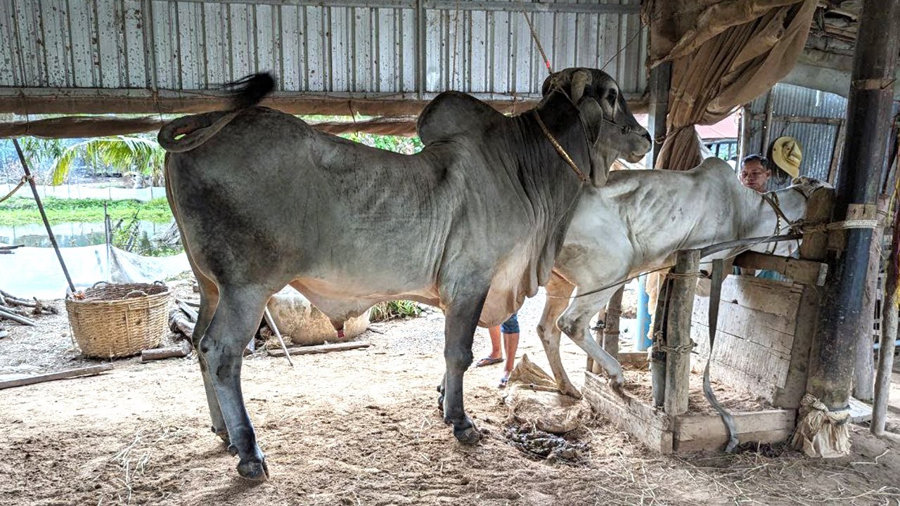 រាជសីភូមិថ្នល់បត់ លោតមេស្អាតណាស់!