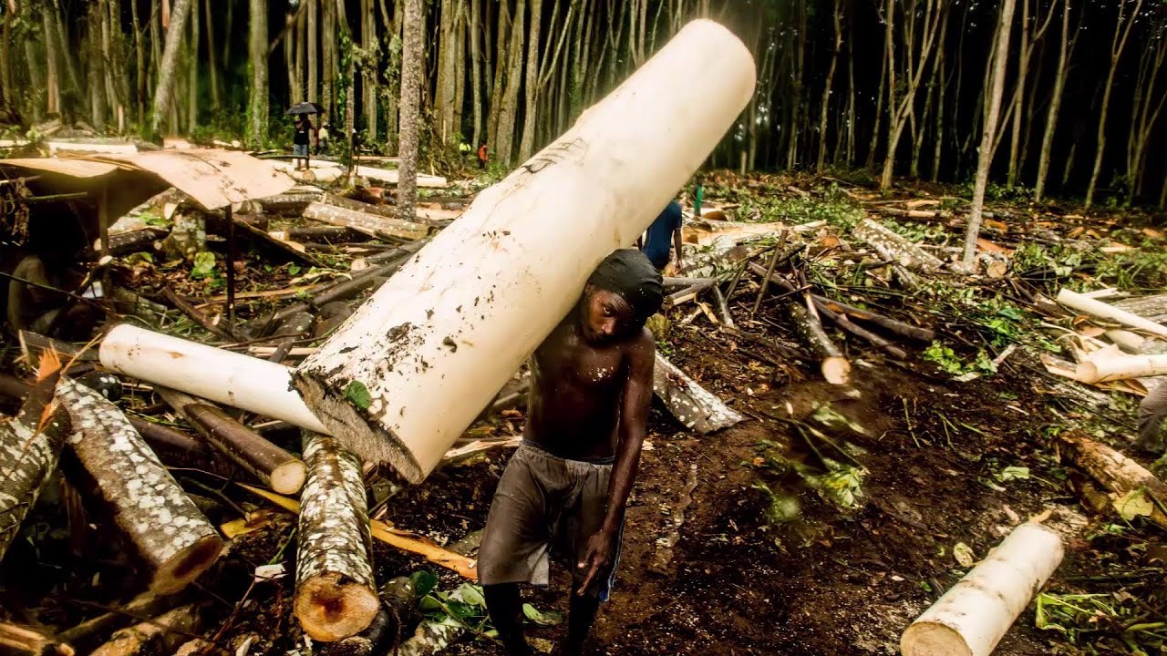 The Life Cycle of Balsa Wood | Modern Agricultural Planting and Harvesting of Balsa Wood