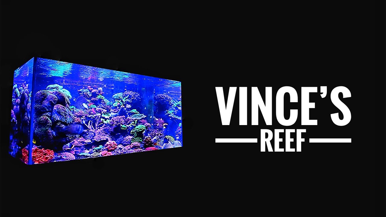 Vince's REEF TANK - 2.5 years without a water change!