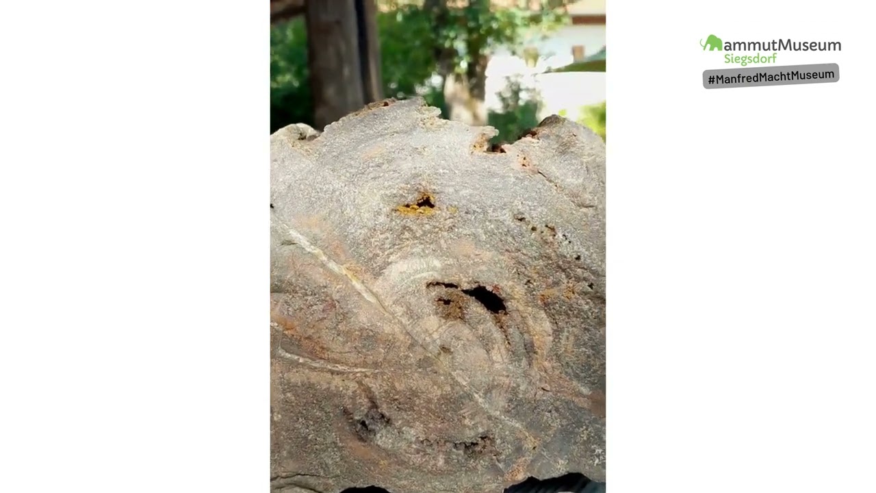ManfredMachtMuseum - Verkieseltes Holz