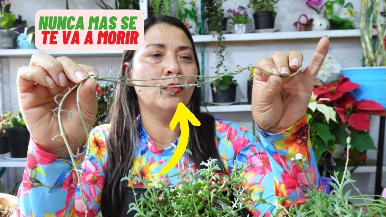 Secreto Para Cultivar Senecio Delfin #truco #jardin