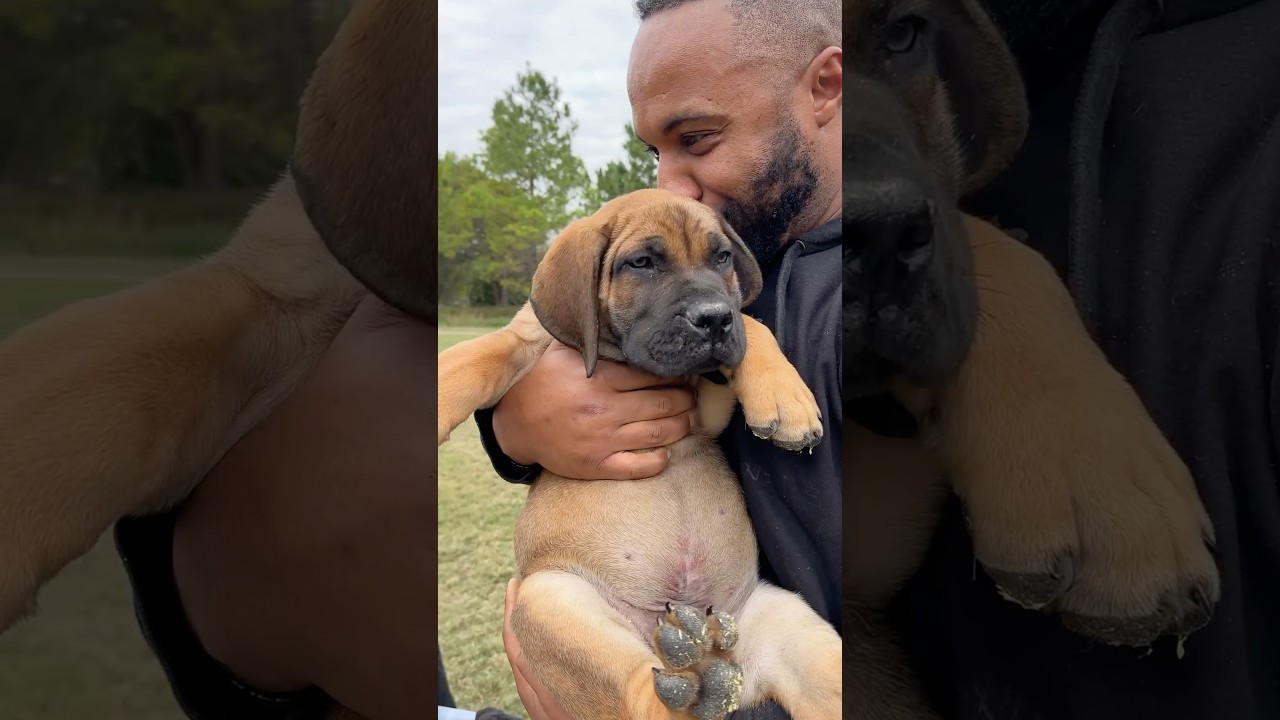 Giant 9 week old Boerboel puppies 😳