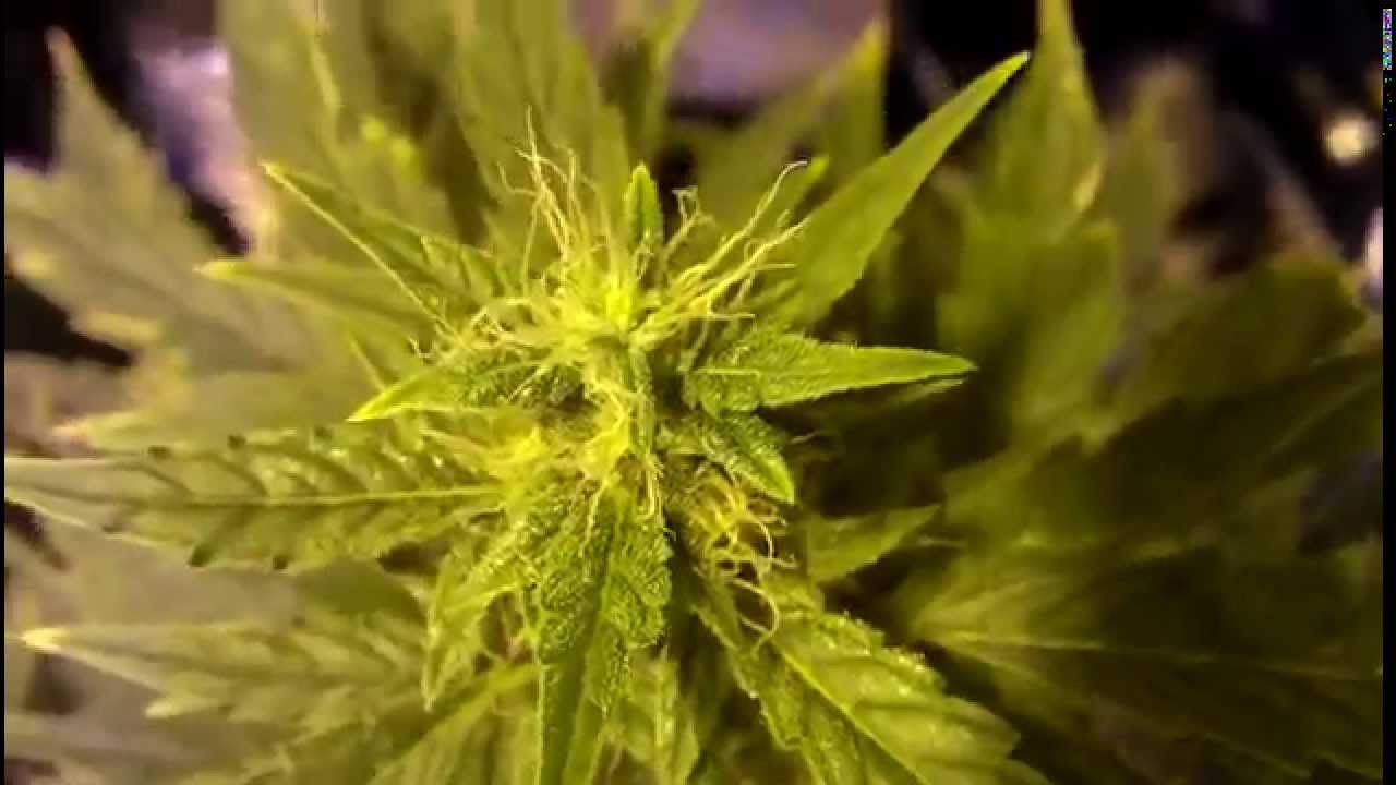 Afghan Kush Ryder Auto Day 67