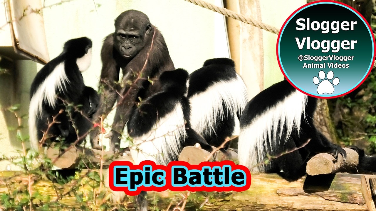 Epic Primate Play Gorilla Youngster Takes on Colobus Monkeys
