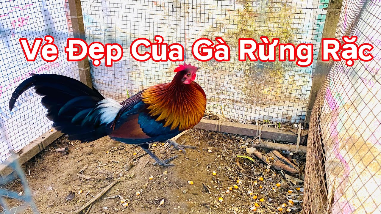 Gà Rừng Rặc Vẻ Đẹp Của Gà Rừng Rặc Và Cách Thuần Gà Rừng Rặc Khi Mới Bẫy Về 
