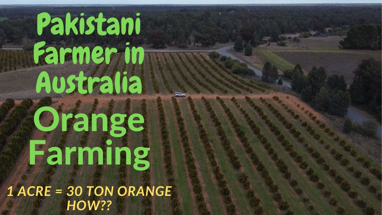 How Orange (Kinno) Farming is done in Australia | Pakistani Orange farmer in Australia | Ft. Owais A