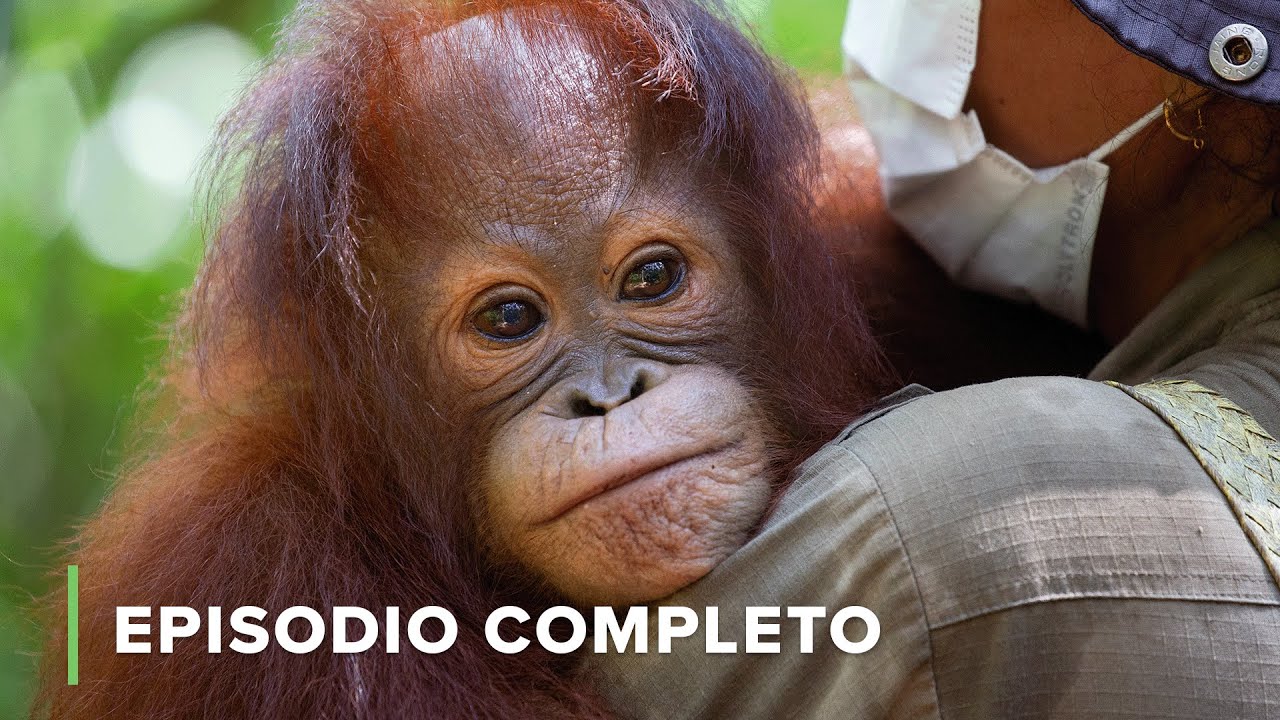 🔍 Amigos Ausentes: En busca de Lahei | Escuela Selvatica de Orangutanes 305
