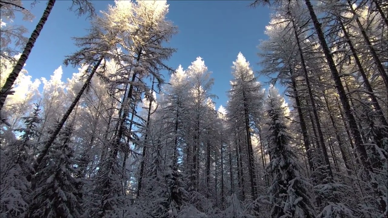 Koealat, osa 14: puulajidemonstraatioita