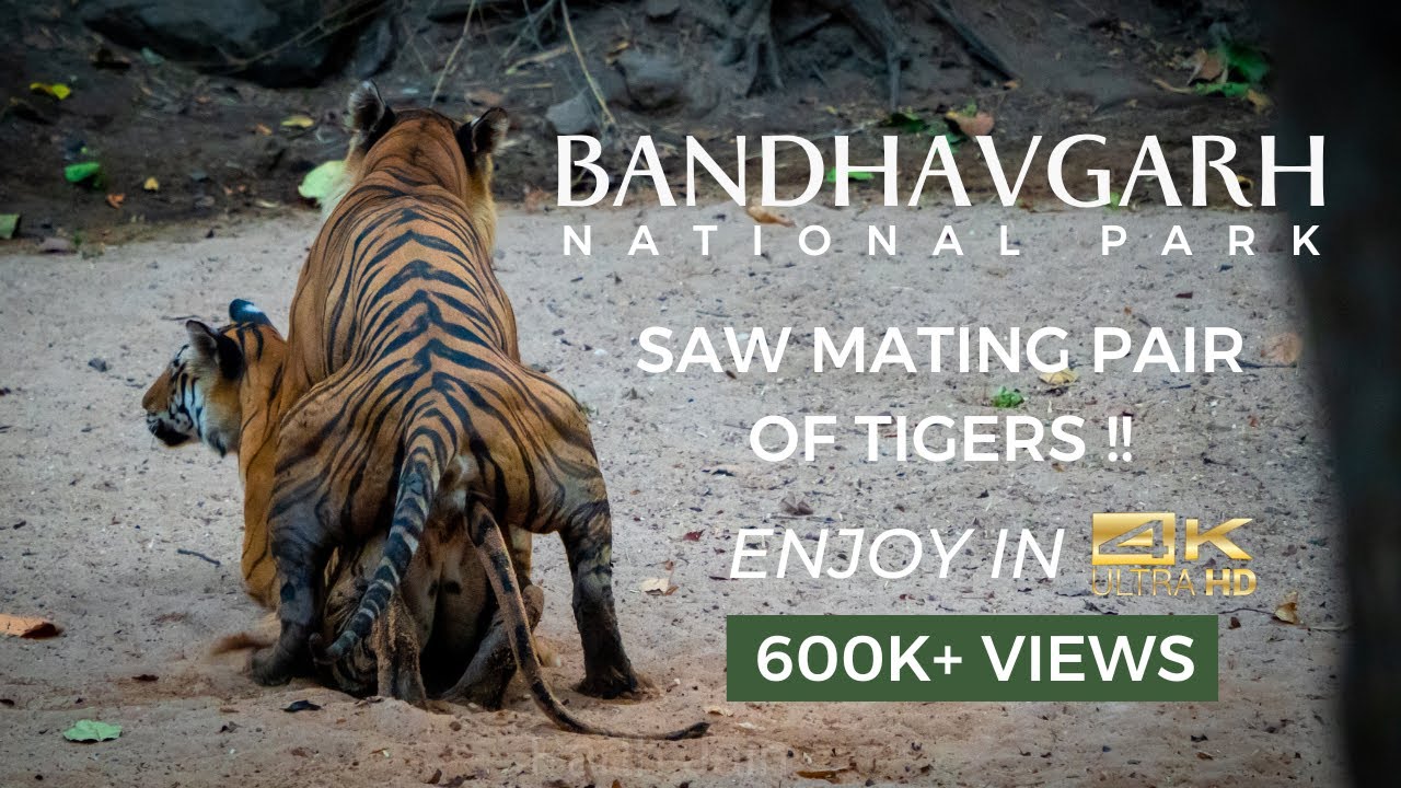 Tiger Mating EXTREMELY RARE moment captured in 4K, Bandhavgarh National Park, Madhya Pradesh, India