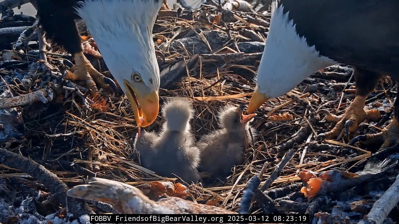 3-12-2025  Two Beaks Are Better Than One!