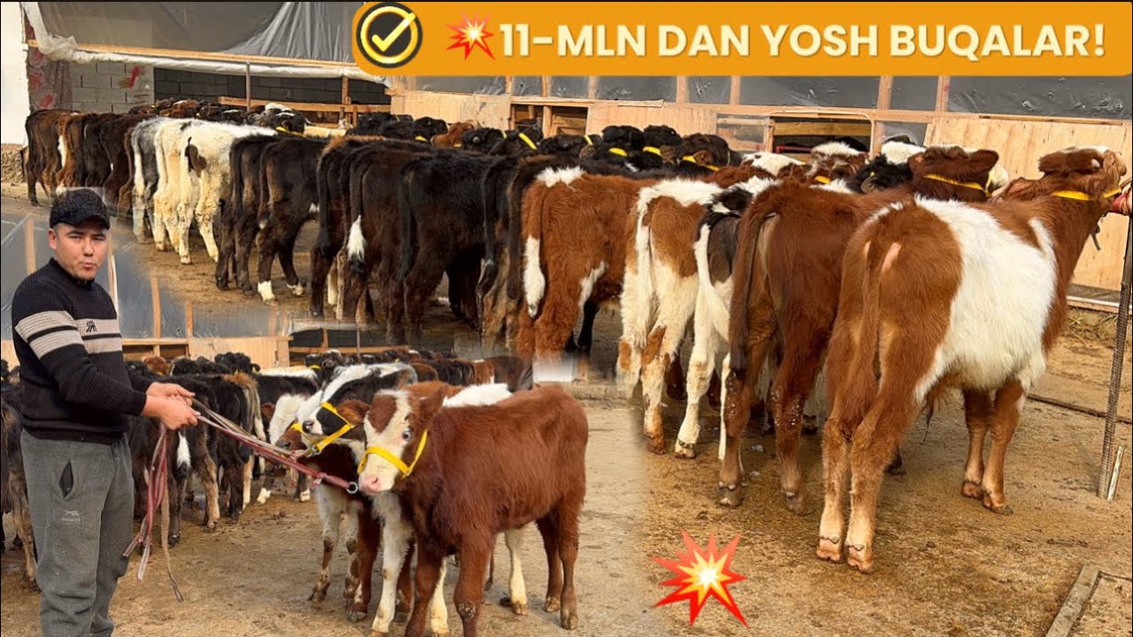 😱 BUNAQASI BO‘LMAGAN NARX! 11 MLN DAN YOSH BUQALAR