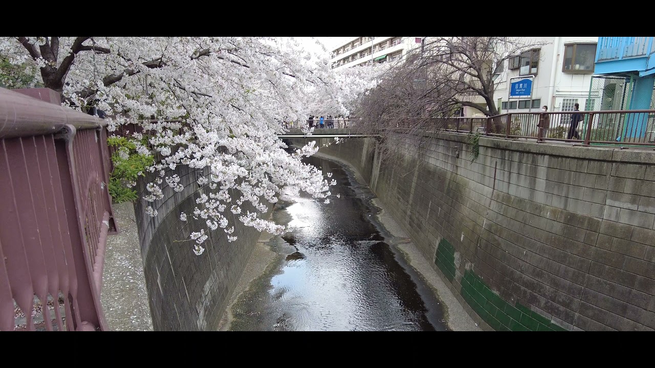 [Cinematic 4K : Tokyo] 東京・目黒川の桜並木を楽しみながら散策　#onboard video　#自転車　#車載動画　#まちなみ