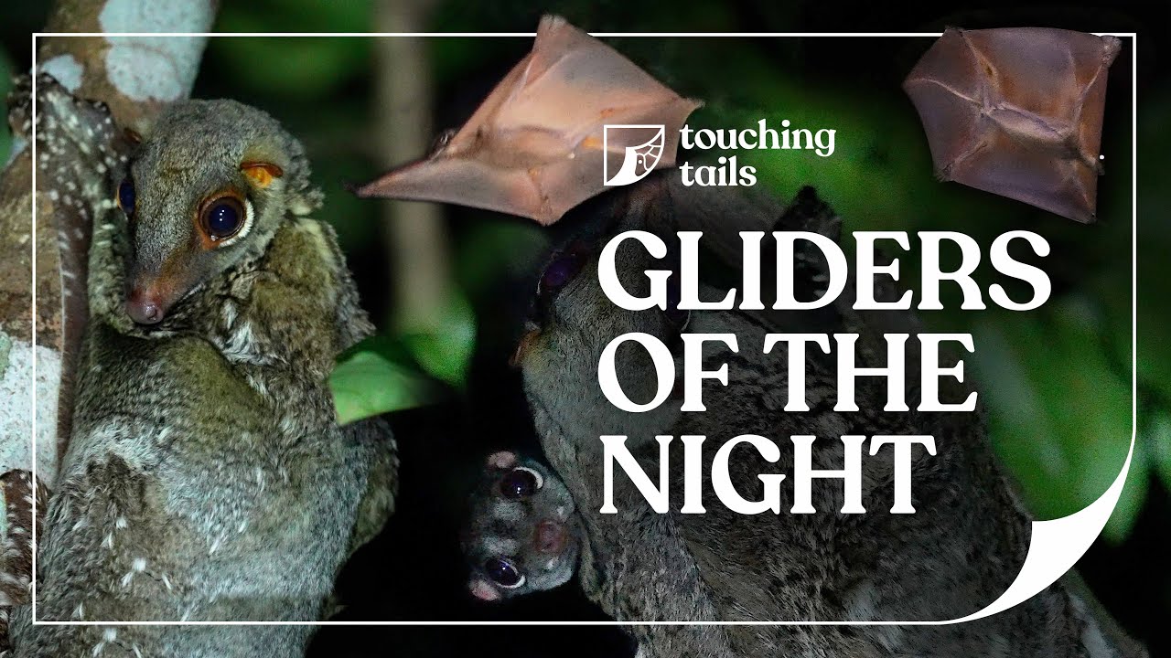 Gliders of the Night — The Malayan Colugo in Singapore