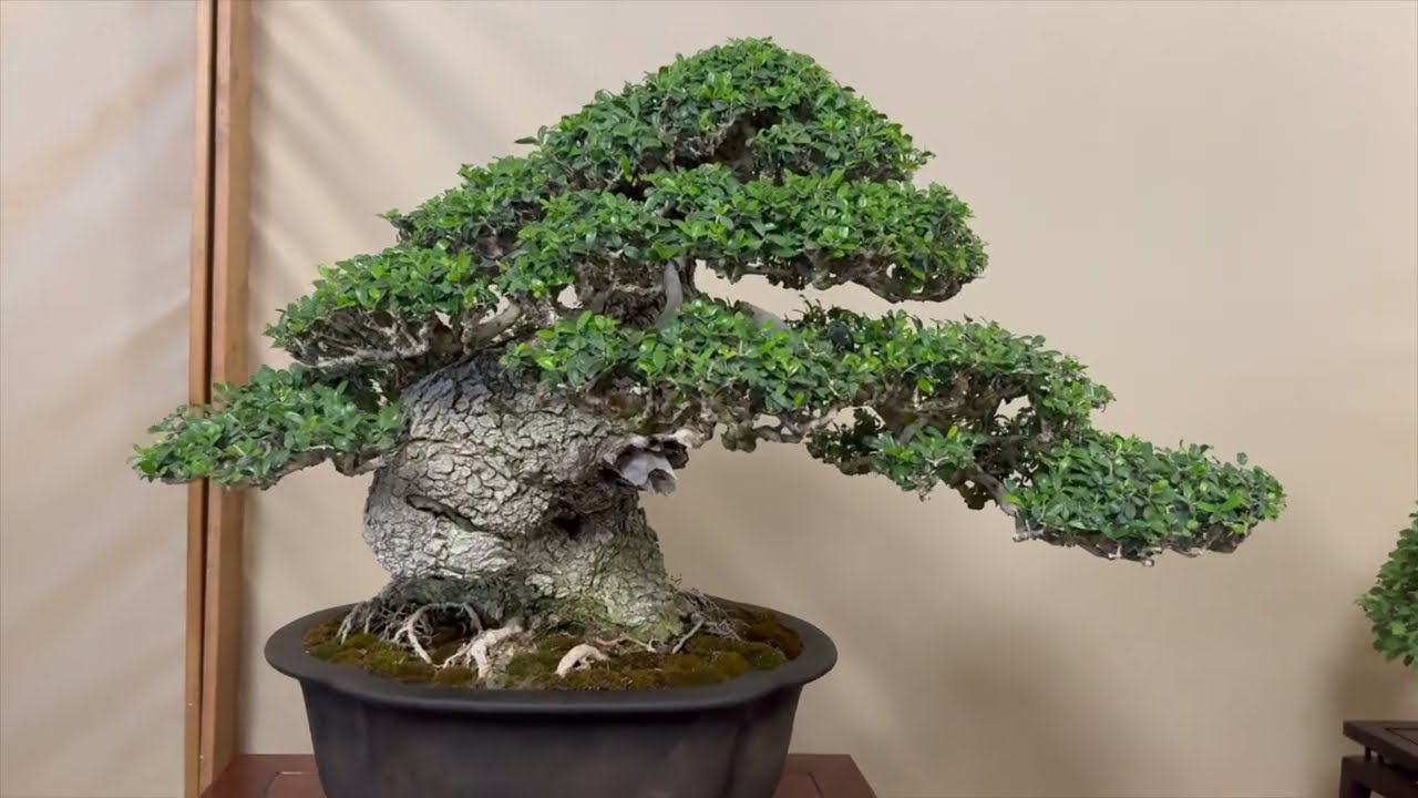 ARCO BONSAI 2024 - 38ª edizione mostra e mercato bonsai