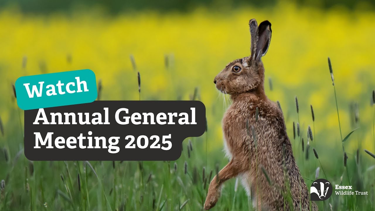 Annual General Meeting 2025 - full video - Essex Wildlife Trust