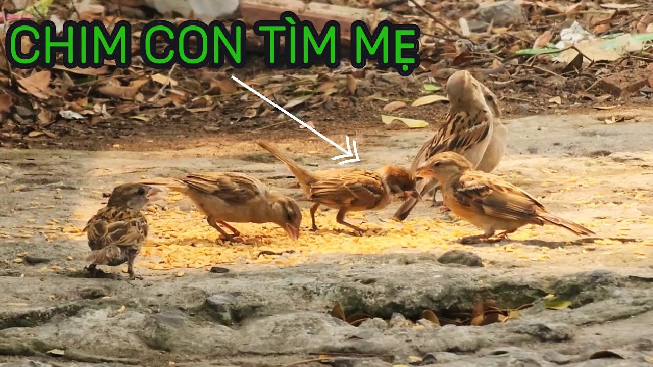 (TCCS #5)Tội Nghiệp Chú Chim Sẻ MỒ CÔI Lẻ Loi Tìm Kiếm Tình Thương (Xem Mà Thương) 😢
