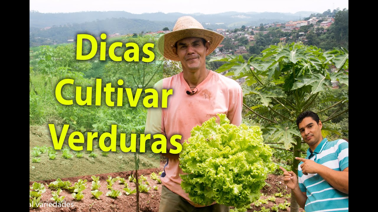 Dicas para cultivar verduras,  colha plantas e alegria, hortaliças e alimentos orgânicos