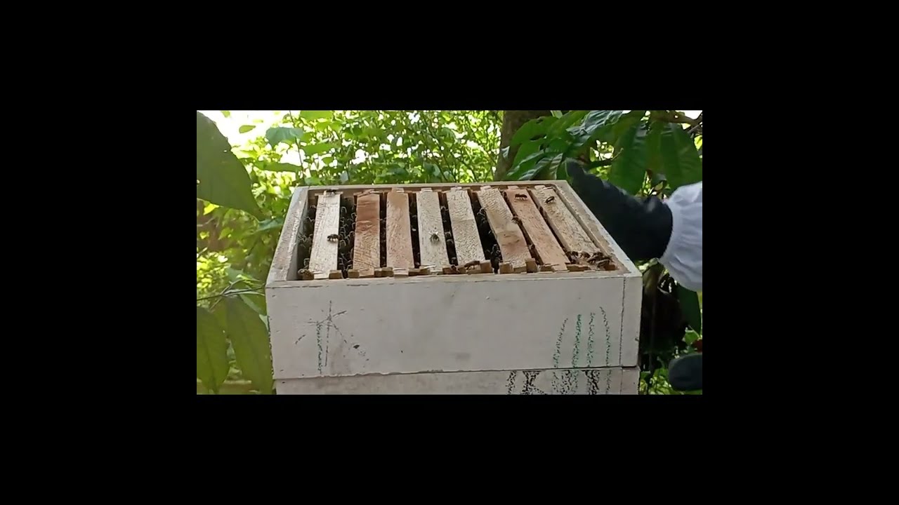 මී පැණි අස්වනු නෙලීම #Harvesting honey #Let's make beekeeping a business