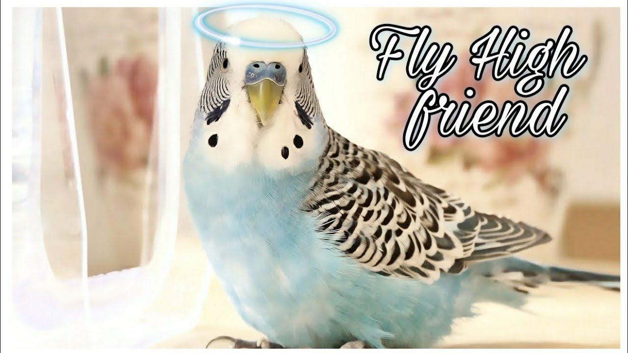 Rip Cookie the budgie😔 | alenaxp
