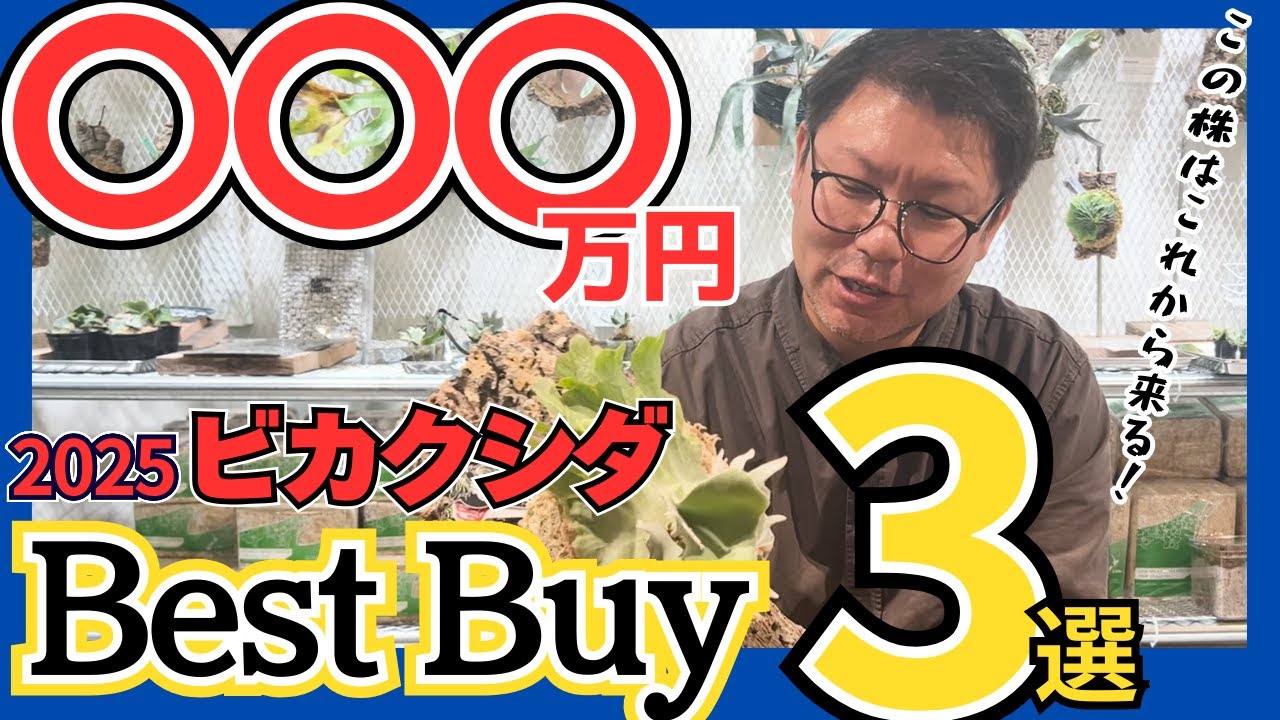 ビカクシダ店社長が選ぶ2025個人的ベストバイ3選！超高額株〇〇万円！？