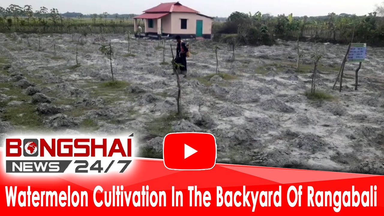 Watermelon Cultivation In The Backyard Of Rangabali