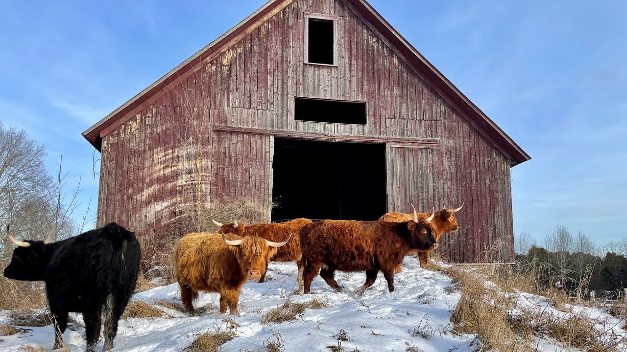 Moving Shaggy Cattle into an Ancient Barn (DON'T LET THEM ESCAPE!)