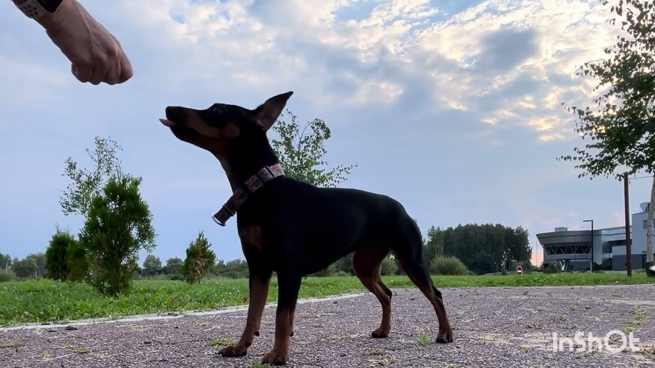 Fabi's training philosophy: treats are mandatory, commands are optional 😁🍖