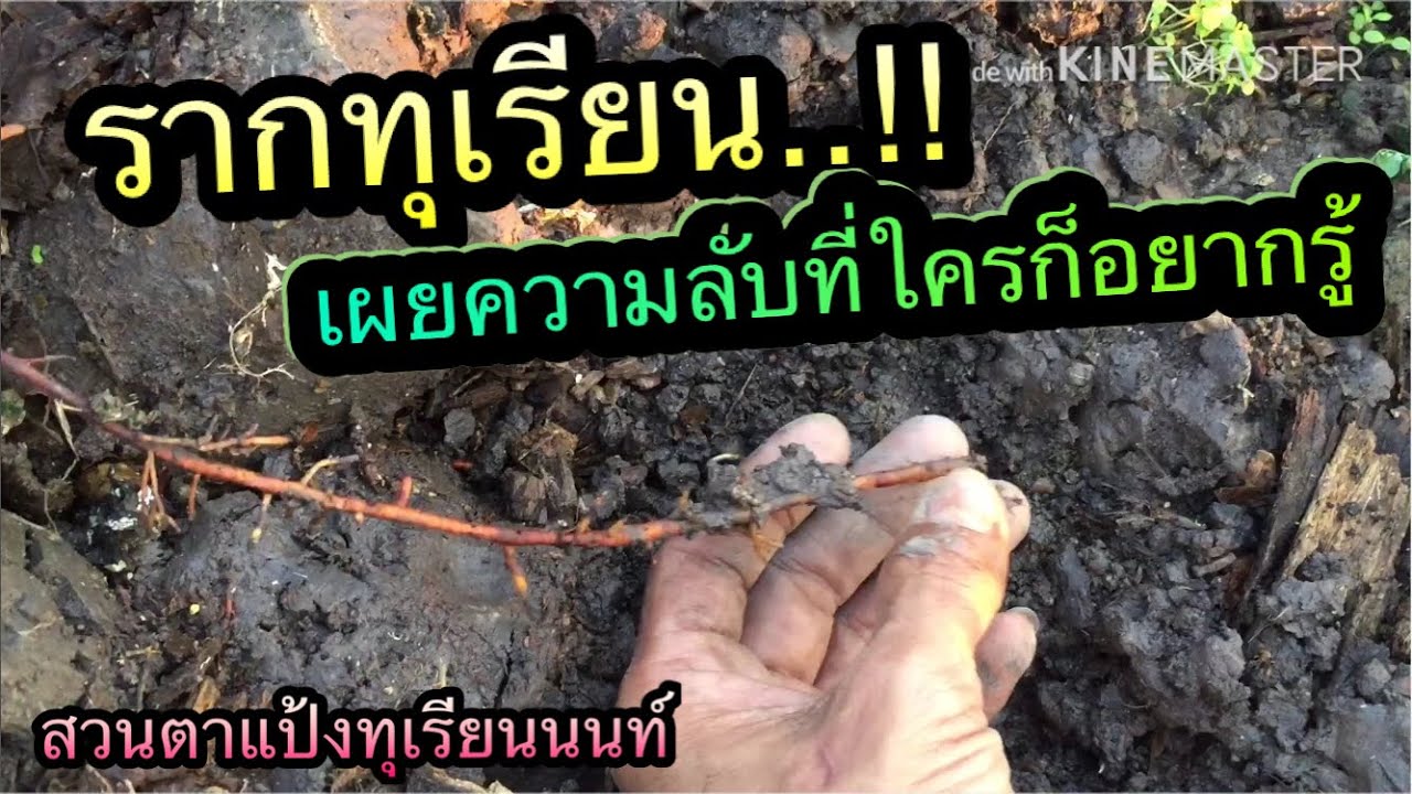 รากทุเรียน เผยความลับที่ใครๆก็อยากรู้