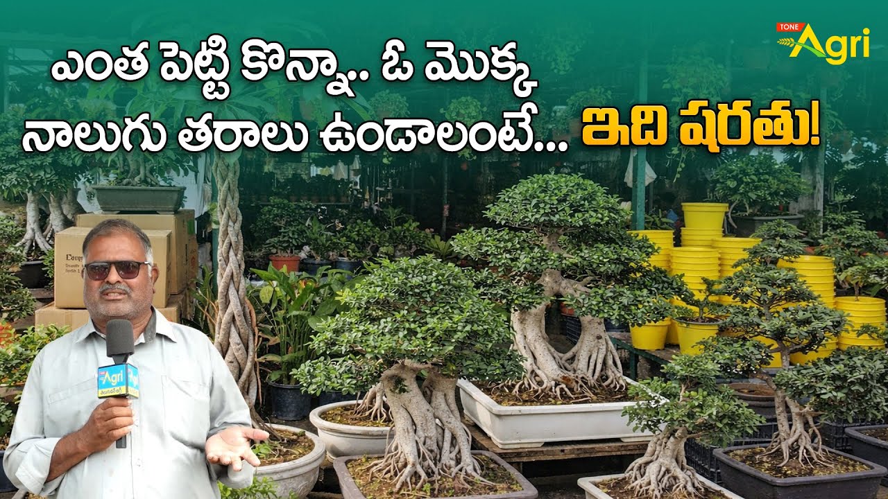 Bonsai Tree Care | ఎంత పెట్టి కొన్నా ఓ మొక్క నాలుగు తరాలు ఉండాలంటే.. Grand Nursery Mela | Tone Agri