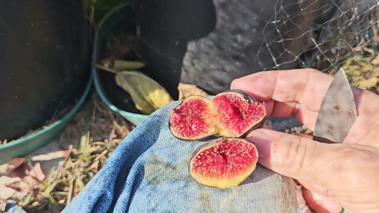 LAST BLACK MADEIRA'S FULL VIDEO.