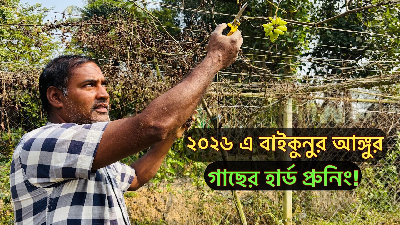 ২০২৬ এ গাজীপুরে ১.৫ বিঘা বাইকুনুর আঙ্গুরের হার্ড প্রুনিং!