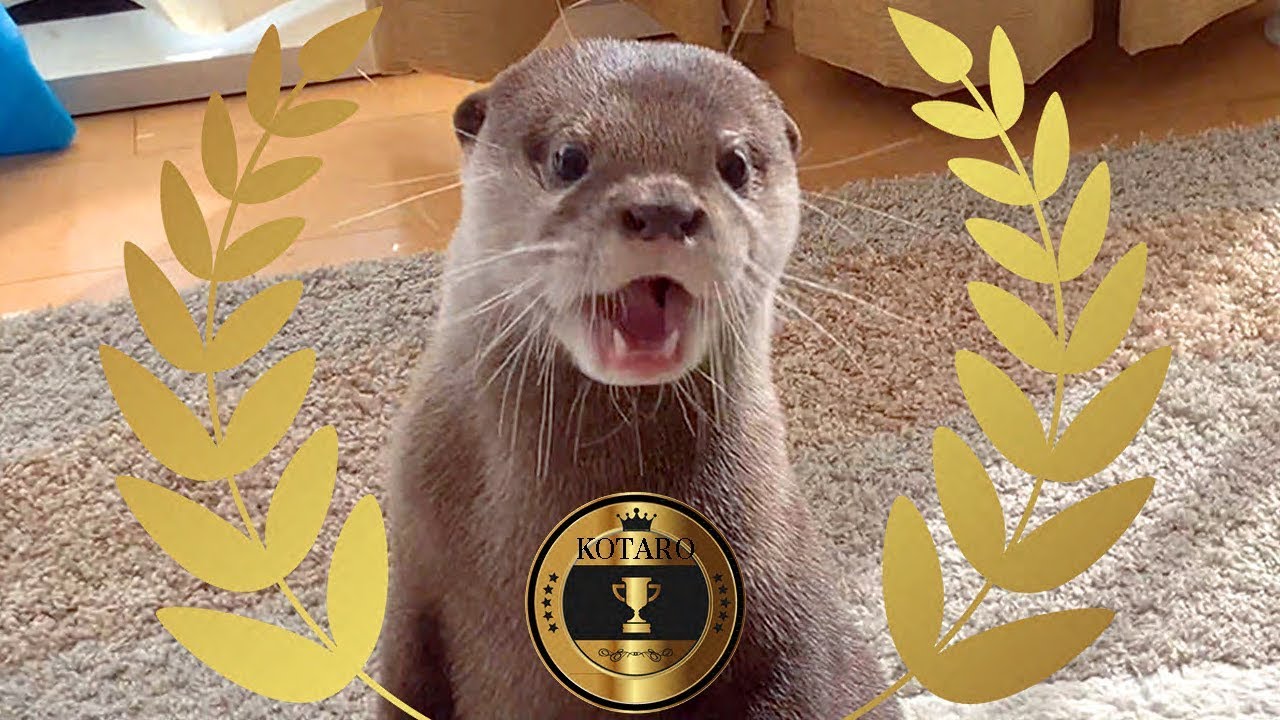 Kotaro the Otter 6 Awesome Tricks!