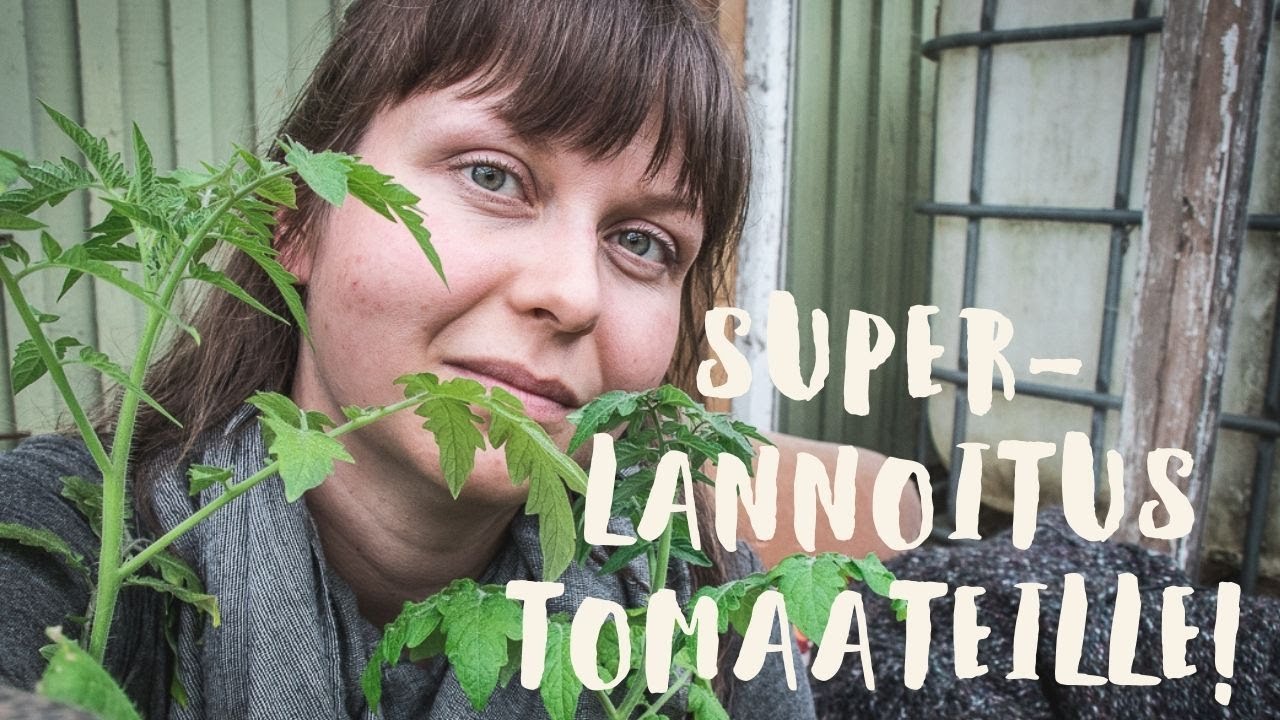 TOMAATTIEN ISTUTUS KASVIHUONEESEEN - SUPERLANNOITUS TOMAATEILLE - UUSI LANNOITEVINKKI